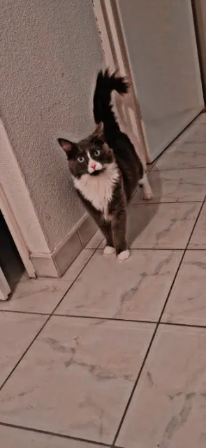 chat reunited   41000 Blois Vezin