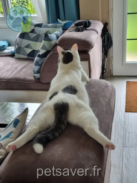 cat reunited 41100 Vendôme Voltaire