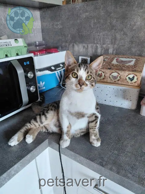 gatto reunited   42340 Rivas Ajax