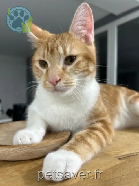 chat reunited 42170 Saint-Just-Saint-Rambert Arrys