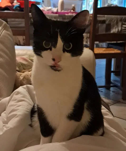 chat reunited   42140 Fontanès Biscuit