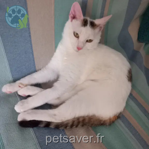 Chat Perdu 42 Loire - Bounty Chat Perdu 42 Loire - Bounty