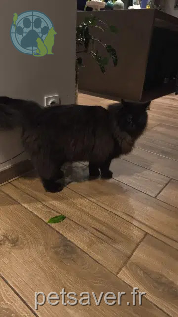 chat reunited   42400 Saint-Chamond Cacahuète