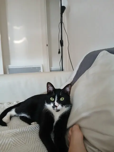 chat reunited   42530 Saint-Genest-Lerpt Canaillou