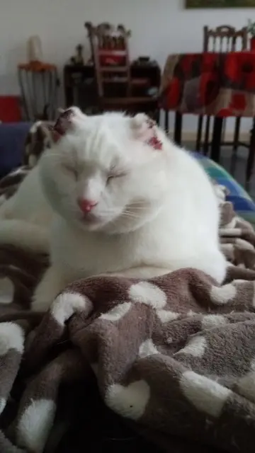 chat reunited   42190 Charlieu Chacha