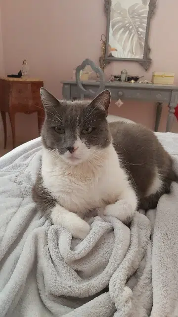 chat reunited   42190 Saint-Nizier-sous-Charlieu Chachat