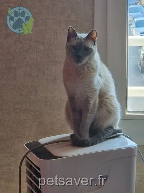 gato reunited 42330 Saint-Bonnet-les-Oules Fersen