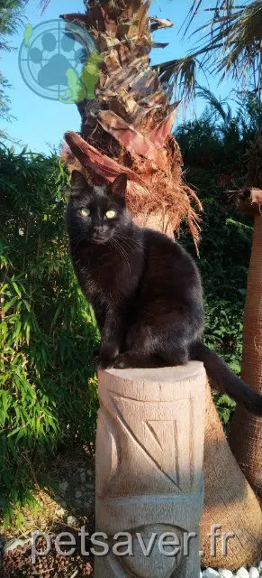 chat reunited   42320 Farnay Gobi