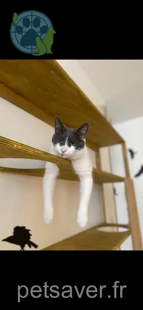 chat reunited 42700 Firminy Guss