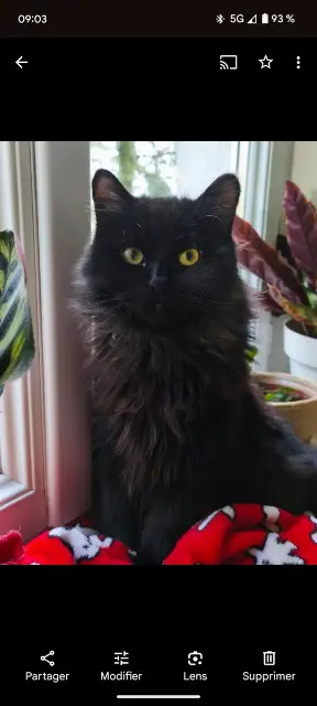 chat reunited   42800 Rive-de-Gier Haïku