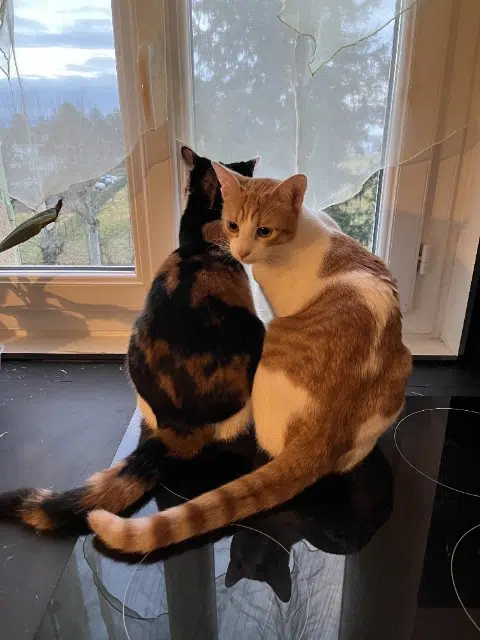 chat reunited   42680 Saint-Marcellin-en-Forez Kiwi