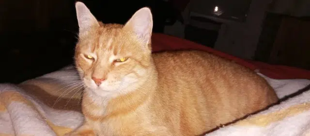 chat reunited   42800 Rive-de-Gier Nox