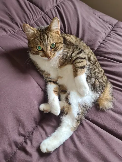 chat reunited   42390 Villars Oslo