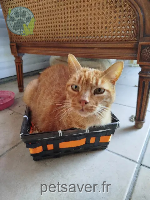 chat reunited 42120 Commelle-Vernay Philae