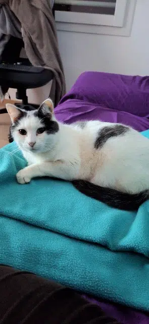 chat reunited   42740 Saint-Paul-en-Jarez Prince
