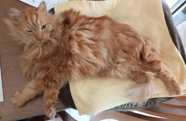 chat reunited   42170 Saint-Just-Saint-Rambert Raminou