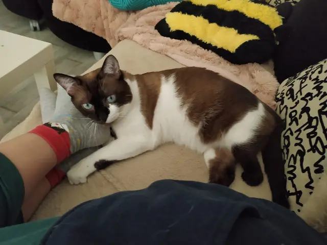 chat reunited    Saint-Étienne Boubou