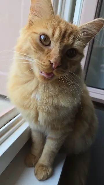 chat reunited    Saint-Étienne Minoushka