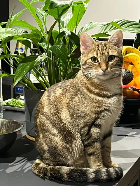 chat reunited    Saint-Étienne Yuki