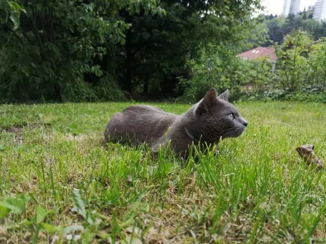 chat reunited    Saint-Étienne CANABIS