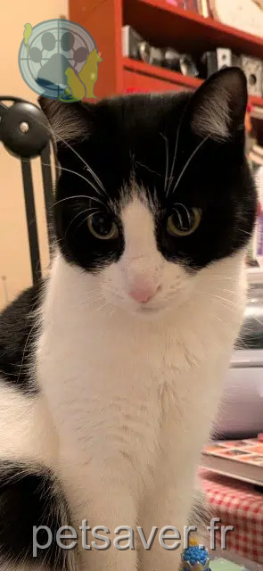 gato reunited Saint-Étienne Dany