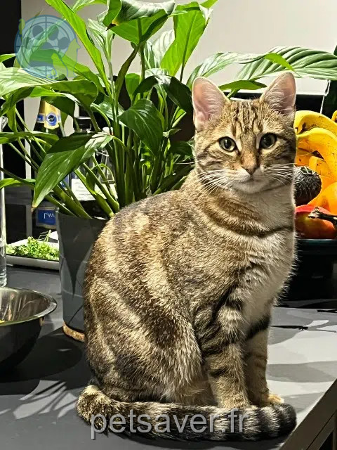 kater reunited    Saint-Étienne Yuki
