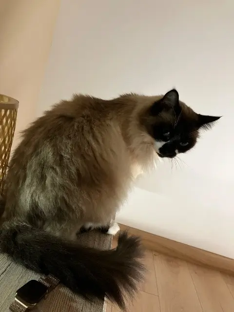 chat reunited   42380 Saint-Nizier-de-Fornas Saphyr