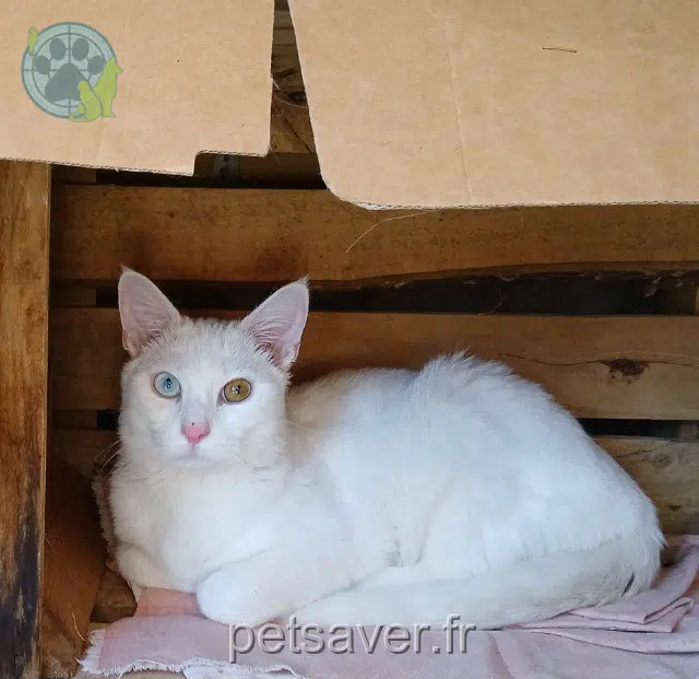 gato reunited   42220 Saint-Julien-Molin-Molette Sucre
