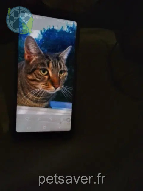 chat reunited   42300 Roanne Sunny