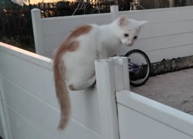 chat reunited   42400 Saint-Chamond Tikky