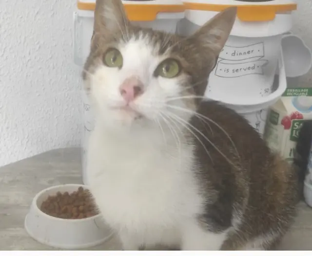 chat reunited   42650 Saint-Jean-Bonnefonds Zeus