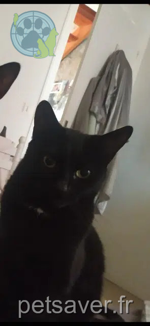 chat reunited   43140 Saint-Didier-en-Velay Anour