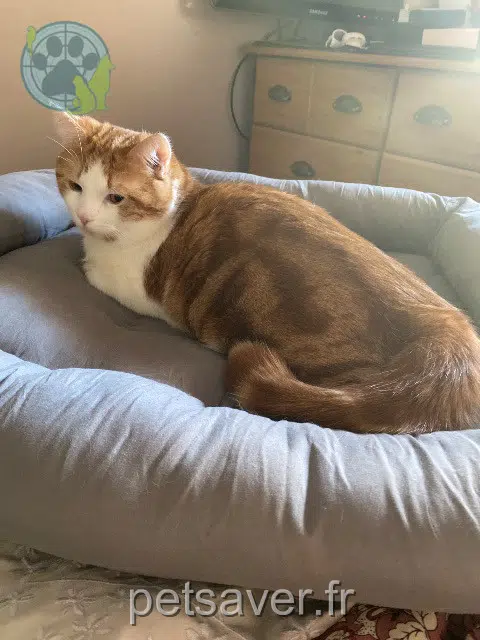 chat reunited 43000 Le Puy-en-Velay Bueno