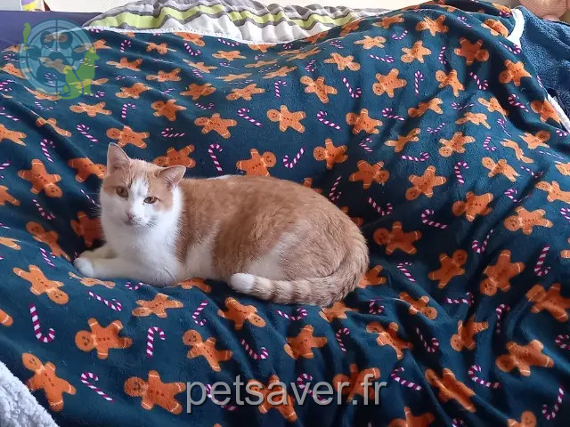 chat reunited 43000 Le Puy-en-Velay Flocon