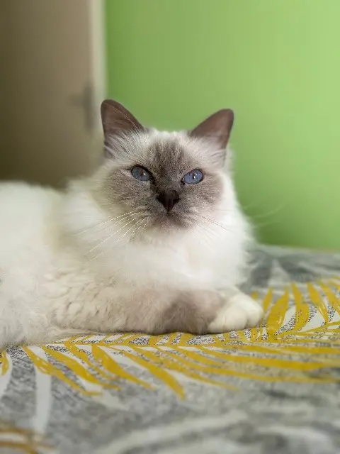 chat reunited   43000 Le Puy-en-Velay Nouky