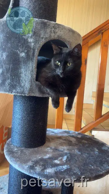 chat reunited 43600 Sainte-Sigolène Ryuk