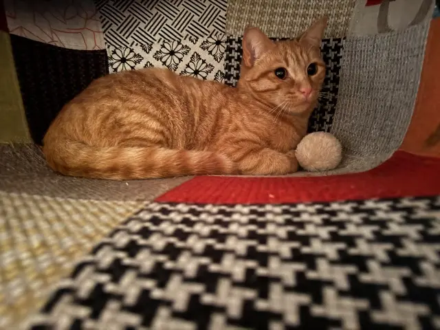 chat reunited   43410 Lempdes-sur-Allagnon Stuart