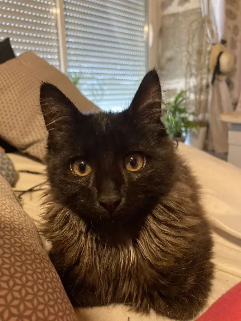 chat reunited   43260 Saint-Pierre-Eynac Tokyo