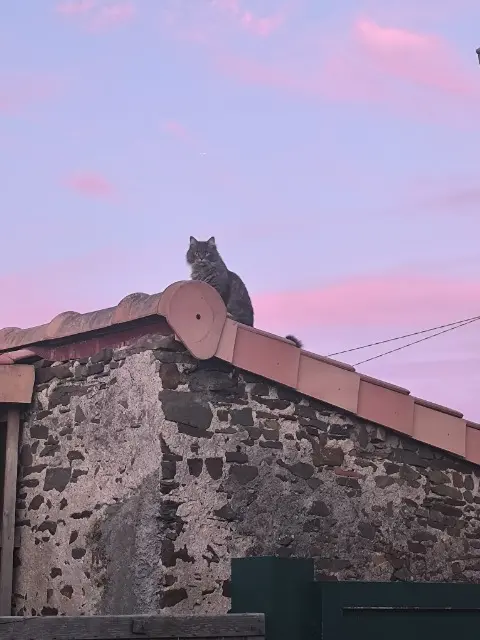chat reunited   44150 Ancenis-Saint-Géréon Goku