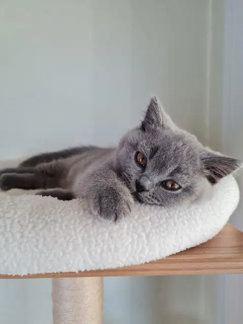 chat reunited   44780 Missillac Atmos