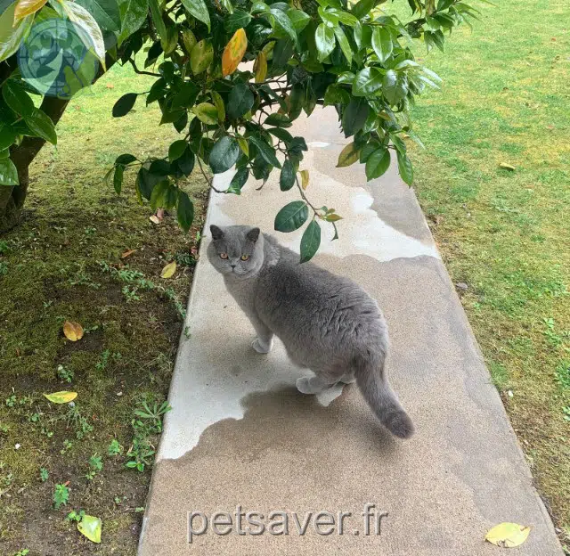 chat reunited 44600 Saint-Nazaire Balthazar