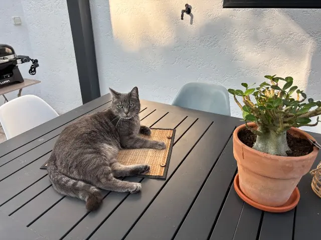 chat reunited   44400 Rezé Bob