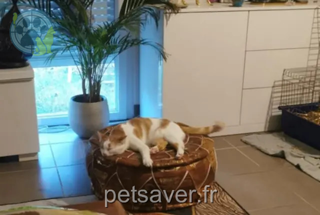 chat reunited 44120 Vertou Breizh