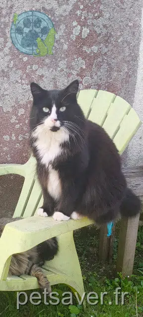 chat reunited 44270 Machecoul-Saint-Même Chaussette