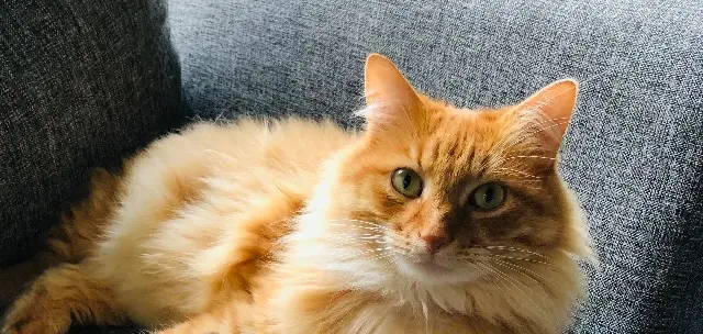 chat reunited   44800 Saint-Herblain Choudoux