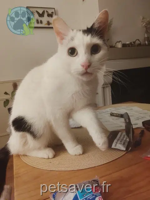 chat reunited   44270 Saint-Étienne-de-Mer-Morte Coco