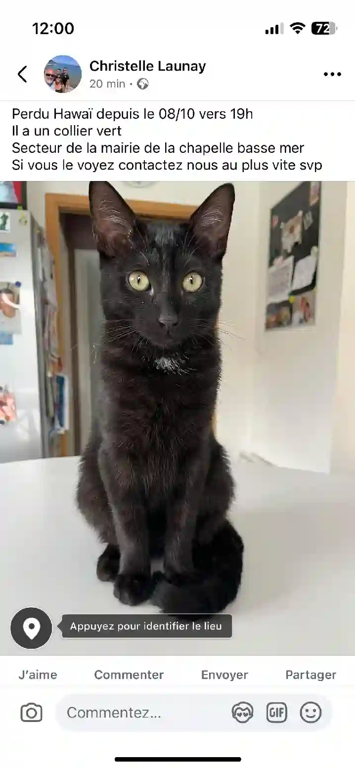 Chat Trouvé 44 Loire-Atlantique Divatte-sur-Loire - Hawaï Chat Trouvé 44 Loire-Atlantique Divatte-sur-Loire - Hawaï