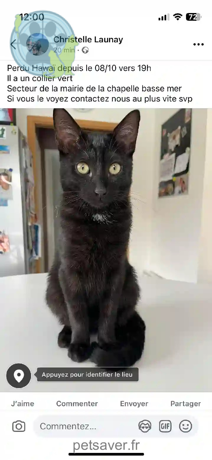 Chat Trouvé 44 Loire-Atlantique Divatte-sur-Loire - Hawaï Chat Trouvé 44 Loire-Atlantique Divatte-sur-Loire - Hawaï