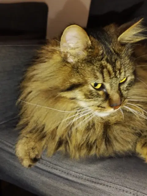 chat reunited   44220 Couëron Ernest