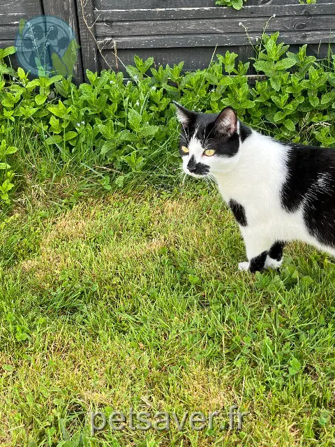 chat reunited   44340 Bouguenais Fergus